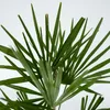 Chinesische Hanfpalme - 2 Stk - Trachycarpus Fortunei - Produktbild-Vorschau 4