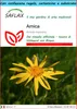 SAFLAX Set regalo - Arnica  - 40 semi - Arnica Anteprima dell’immagine prodotto 1