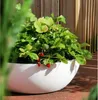 A white planter with strawberry plants and red strawberries, placed on a reddish-brown surface, with a wooden fence in the background. Voir les images du produit