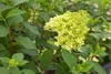 Hydrangea paniculata 'Skyfall', Rispenhortensie, weiß, ca. Produktbild-Vorschau 7