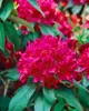 Rhododendron Hybr. 'Renata', rot, 30–40 cm Produktbild-Vorschau 5