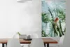 MuchoWow® Poster Zwergseidenäffchen im Baum 80x120 cm - Produktbild-Vorschau 2