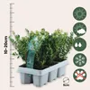 A tray of young Japanese Holly plants in pots, with a ruler indicating height and several circular icons representing plant care instructions. Podgląd zdjęcia produktu