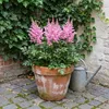 Stauden Gänge 1 x Astilbe arendsii 'Astary Rose' im 0,5 Produktbild-Vorschau 7