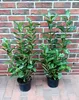 10 Kirschlorbeer Pflanzen, Prunus laur. Rotundifolia, Höhe: Produktbild-Vorschau 2