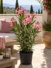 Nerium Oleander, 'Salmone Semplice', ongeveer 80 cm hoog – Productafbeelding-voorbeeld 1