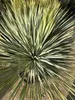 Yucca Rostrata ca.120cm Winterhart bis -19 Grad  blaue Produktbild-Vorschau 3
