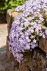 Phlox subulata 'Emerald Cushion Blue', Polsterphlox, blau, Produktbild-Vorschau 4