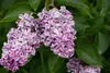 Syringa vulgaris 'Sensation', Flieder, zweifarbig, 60–80 cm Produktbild-Vorschau 6