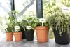 A collection of potted herbs and plants on a windowsill, with labels indicating their names. Produktbild-Vorschau