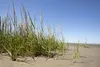 Ammophila arenaria, Strandhafer, ca. 11x11 cm Topf Produktbild-Vorschau 7
