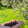 Physis of Crete oliwa extra virgin łagodna do sałatek 5 L Podgląd zdjęcia produktu 10
