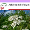 SAFLAX - rebríček - Achillea millefolium - 200 Semená Náhľad obrázku produktu 5