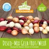 Bulbi da piantare "Disco-Mix" giallo/rosso/bianco | Bulbi Anteprima dell’immagine prodotto 3