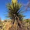 Yucca Torreyi Samen - 5er Pack - Winterhart bis -15°C - Produktbild-Vorschau 7