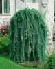 Larix kaempferi 'Pendula', Japanische Lärche, hängend, Produktbild-Vorschau 11