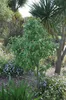 Maqui (Aristotelia chilensis)  - 10 Samen Produktbild-Vorschau 2