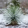 Lilia palmowa Yucca Rostrata - doniczka 24 cm, wysoko?? 60 Podgląd zdjęcia produktu 2