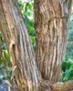 Heptacodium miconioides, Sieben-Söhne-des-Himmels, 60–80 cm Produktbild-Vorschau 13
