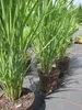 Panicum virgatum Northwind - Rutenhirse Nordwind Produktbild-Vorschau 2