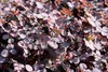 Stauden Gänge 1 x Acaena inermis 'Purpurea' - Purpur Produktbild-Vorschau 2
