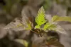 Physocarpus opulifolius 'Diabolo' -R-, Blasenspiere, Produktbild-Vorschau 2