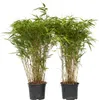 Bambou non-traçant - Set de 2 - Fargesia nitida 'Gansu' - Voir les images du produit 1