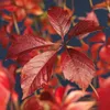 Samolezoucí popínavá rostlina Parthenocissus Engelmannii - Náhled obrázku produktu 5