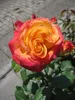Beetrose Gartenspaß® - Rosa Gartenspaß® - Kordes Rose - Produktbild-Vorschau 2
