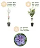 Green boutiQ - Tuinplant - Hibiscus syriacus Blue Chiffon® Voir les images du produit 4