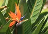 SAFLAX Kultivační sada - květ rajky (reginae) - Strelitzia Náhled obrázku produktu 5