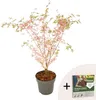 Klon japoński - Acer palmatum 'Taylor' - Wysokość 50-60cm - Podgląd zdjęcia produktu 1