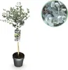 Eukalyptus Eucalyptus gunnii Azura  – 19 cm – výška cca 90 Náhľad obrázku produktu 2