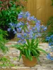 Agapanthus africanus, Schmucklilie, blau, ca. 9x9 cm Topf Produktbild-Vorschau 4