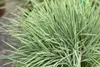 Koeleria glauca, Blaues Schillergras, 20–30 cm Produktbild-Vorschau 12