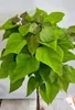 Trompettiste boule Catalpa bignonioides 'Nana' Haute tige Voir les images du produit 2
