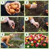 Winterharde, meerjarige tulpenbollen - Mix - 50 bloembollen Productafbeelding-voorbeeld 8
