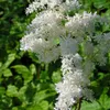 6 x Prachtspiere  - Astilbe arendsii 'Brautschleier'  | Produktbild-Vorschau 2