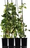 Ortensia rampicante 1L Anteprima dell’immagine prodotto 9