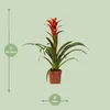 Bromelie – Guzmania Ostara – Zimmerpflanze – Ø12cm – ↕45cm Produktbild-Vorschau 2