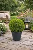 Buchsbaum Kugel Ø 22–25 cm – Buxus sempervirens Produktbild-Vorschau 3