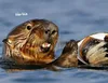 Otter Kalender 2027 Wandkalender Eintragkalender Produktbild-Vorschau 3