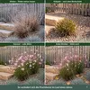Stauden Gänge 3 x Gaura lindheimeri 'Siskiyou Pink' - Rosa Produktbild-Vorschau 6