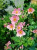 Herbst-Anemone Splendens, im Topf - Anemone hupehensis Produktbild-Vorschau 3