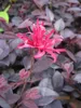 Loropetalum chinense Ever Red - Riemenblüte Ever Red Produktbild-Vorschau 2