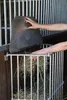 Kerbl Futterraufe SlowFeed Plus Heuraufe aus Metall zur Produktbild-Vorschau 4