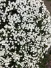 6 x Iberis Sempervirens - Schleifenblume - Topf 9 x 9 cm Produktbild-Vorschau 2