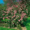Syringa microphylla 'Superba', Zwergflieder, rosa Blüten, Produktbild-Vorschau 11