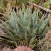 Exotická semena - balení 5 ks - Mrazuvzdorná - Agave Náhled obrázku produktu 4