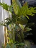EUROPALMS Splitphilodendron, pianta artificiale, 120cm Anteprima dell’immagine prodotto 3